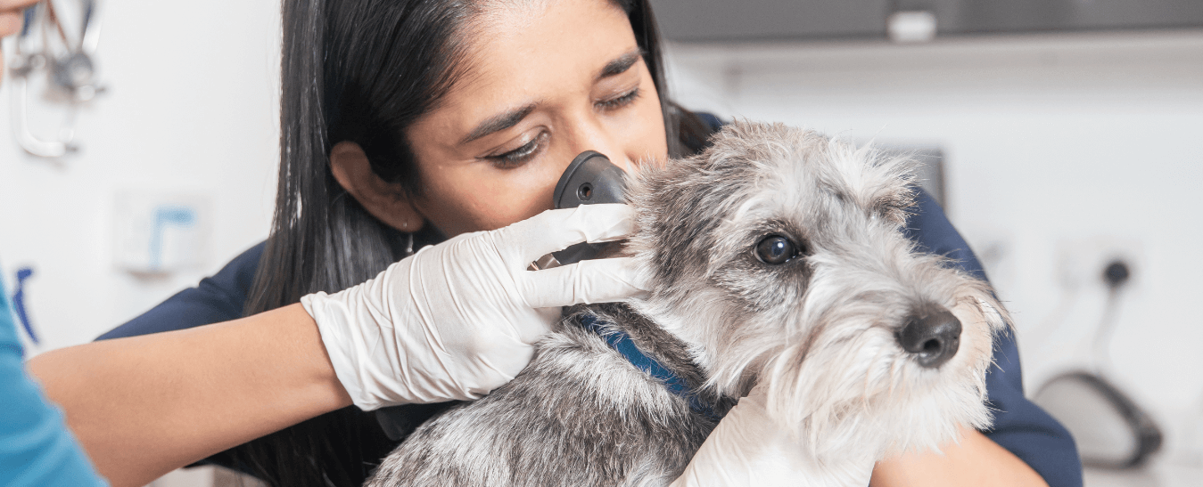 comprehensive care for pet