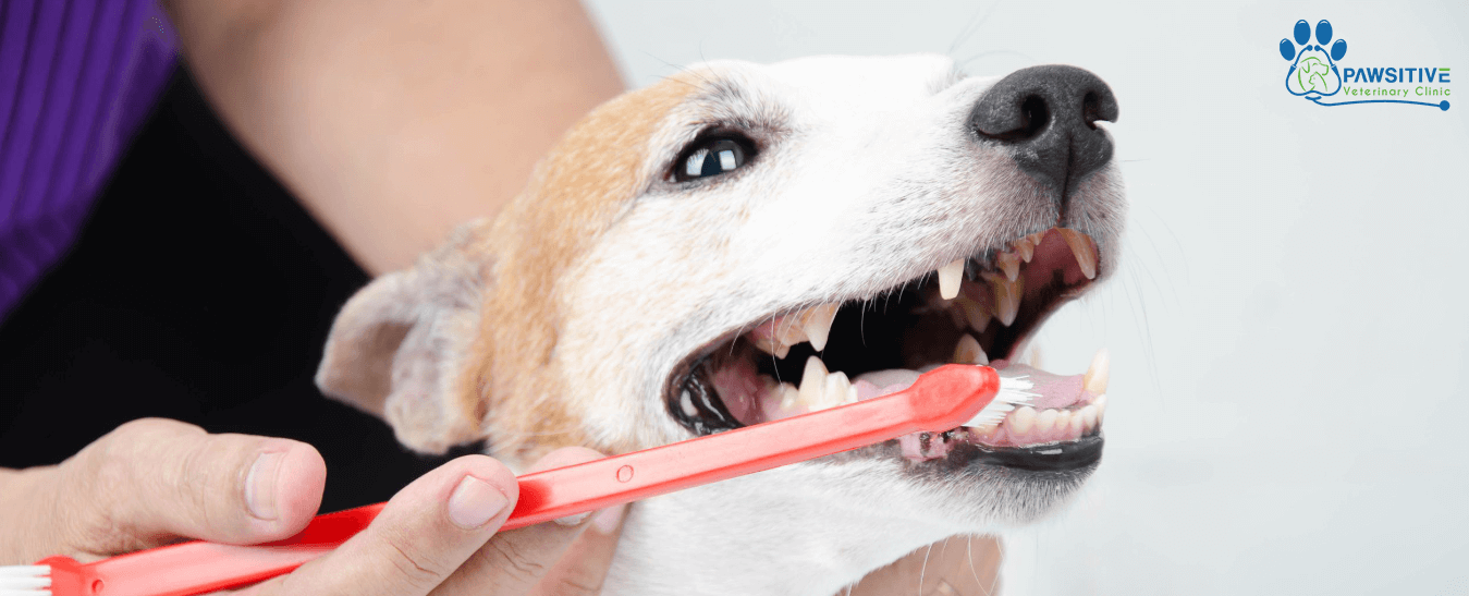 dental checkup for your best mate