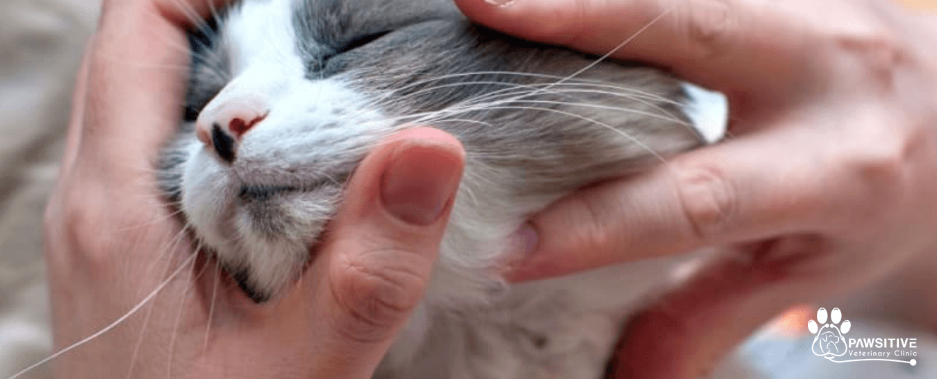 understanding common cat skin problems