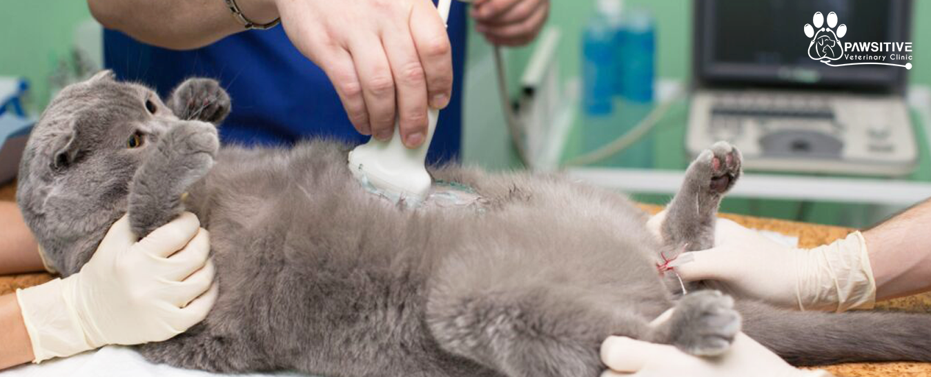 ultrasound for dogs and cats