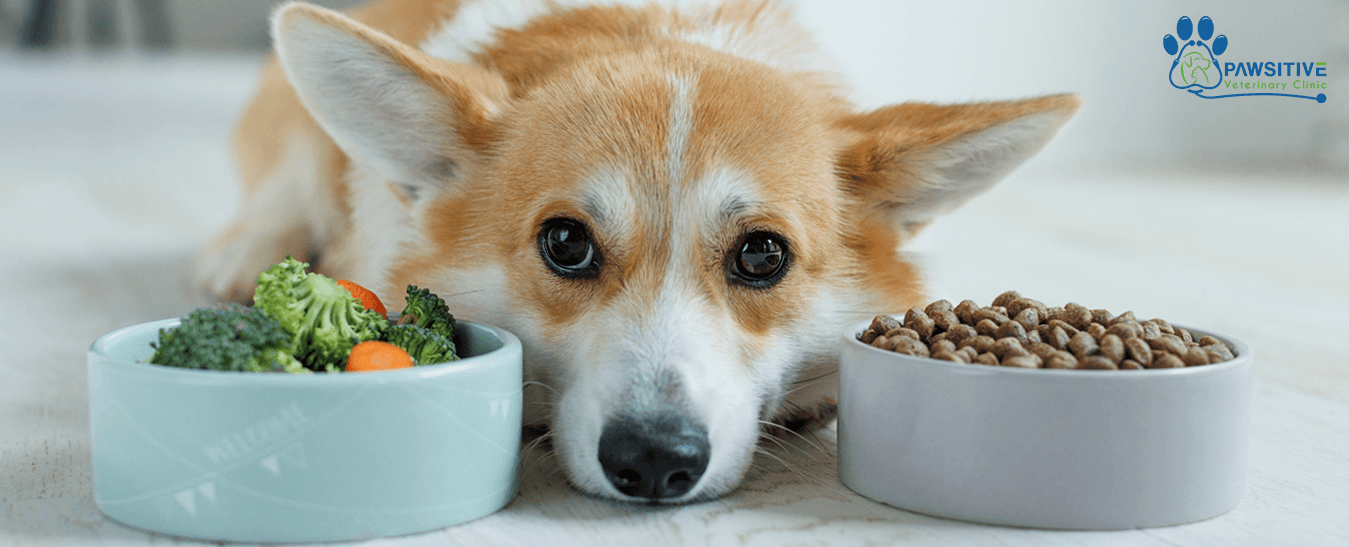 homemade store-bought pet food