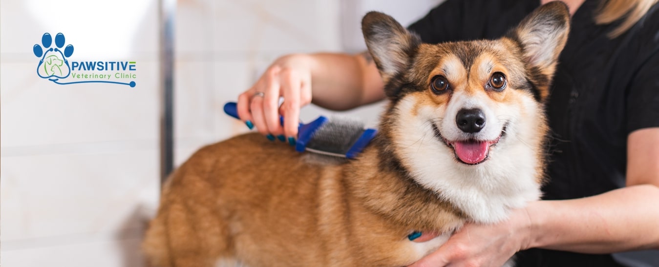 pet grooming trends