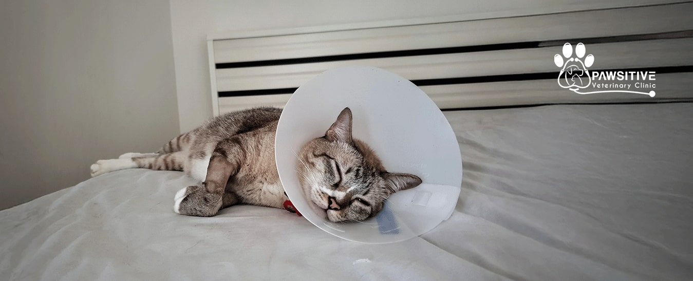 pet surgery aftercare tips