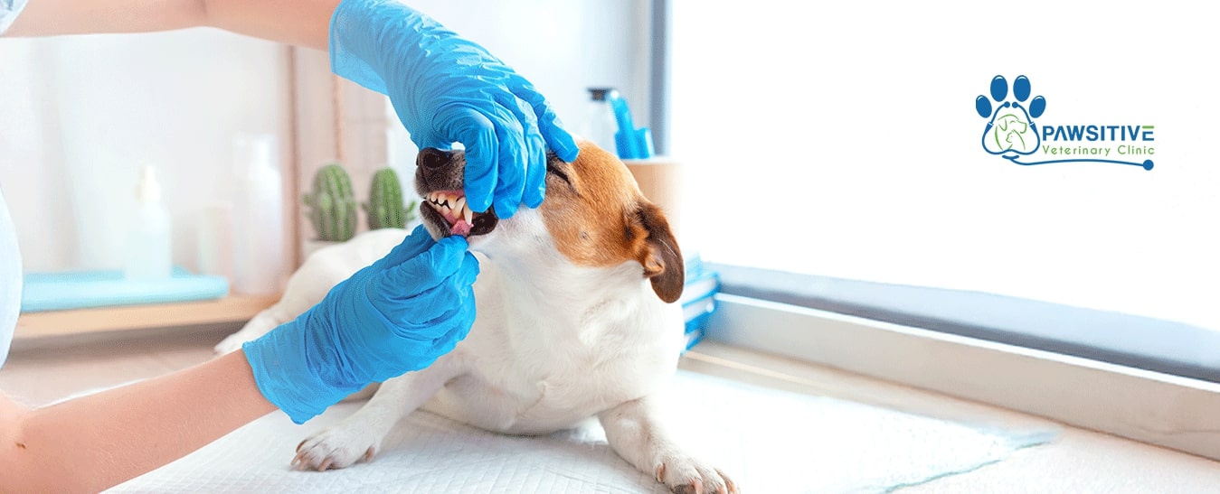 puppy dental care