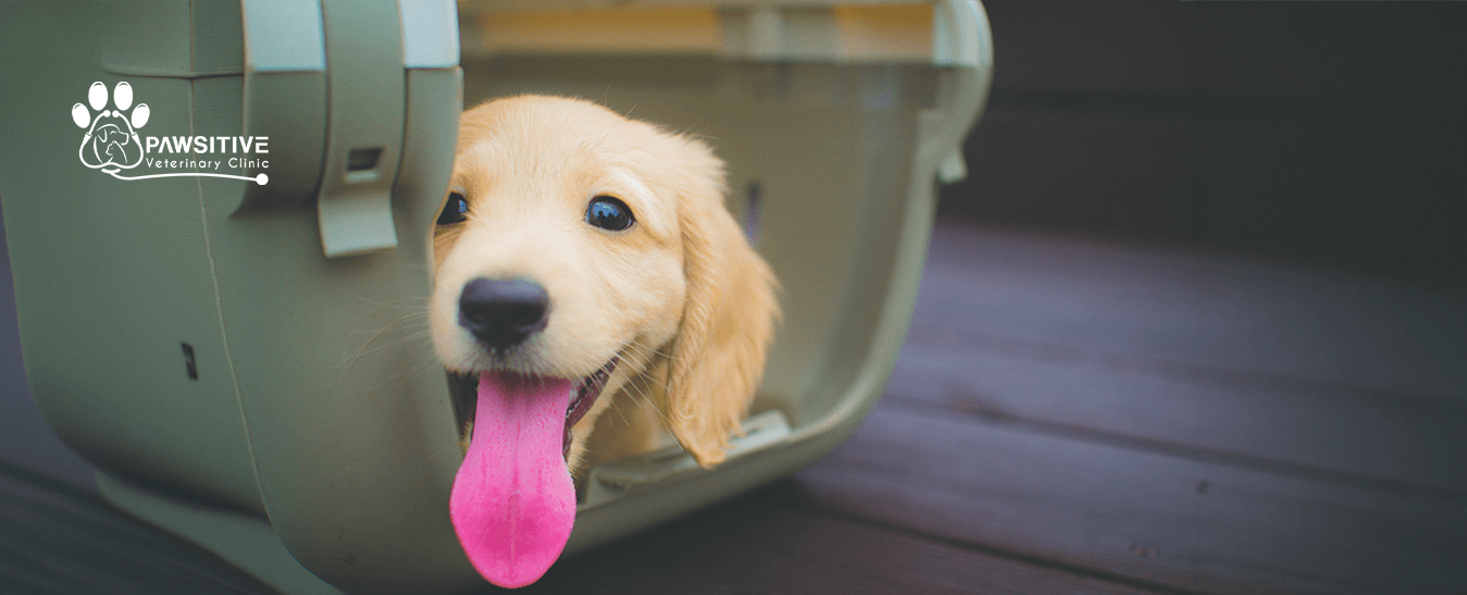 eye problems in cats and dogs